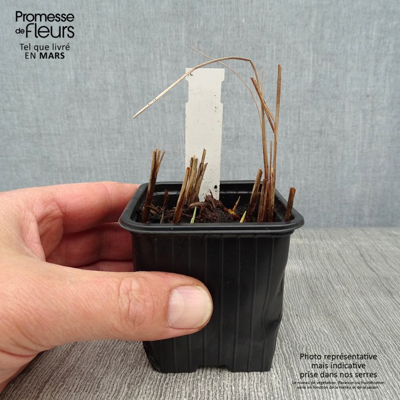 Spécimen de Petite massette - Typha minima Godet de 8/9 cm tel que livré en hiver