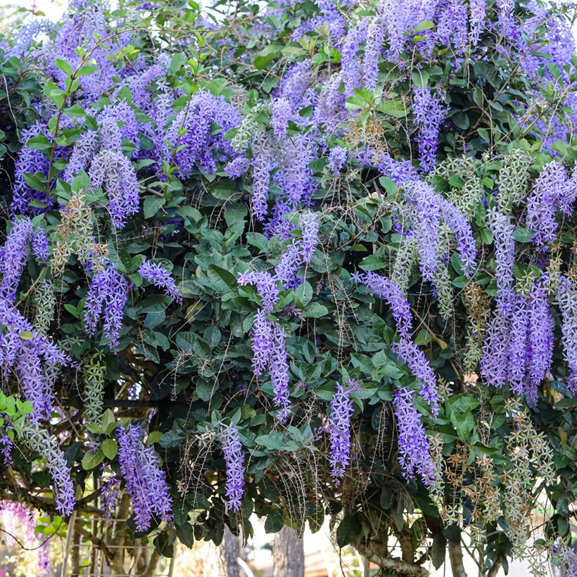 Petrea volubilis - Liane de Saint Jean (Port)