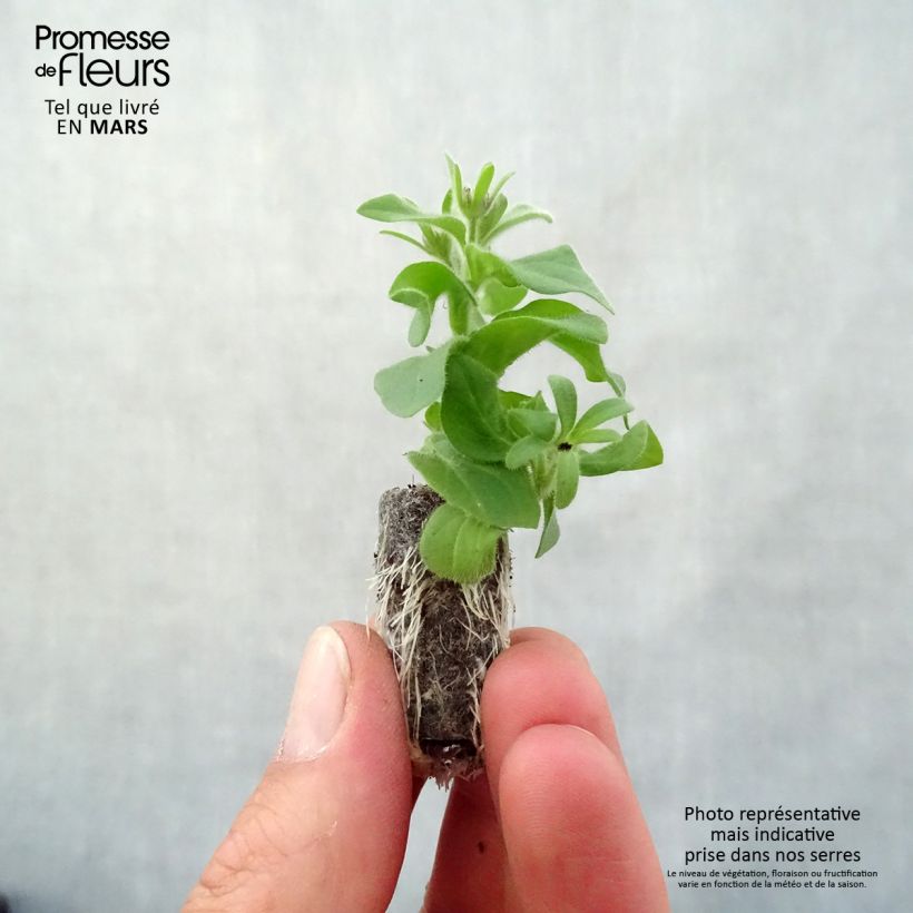 Spécimen de Pétunia Amarena Twist Mini-motte Ø 3/4 cm, Plant vert de 5 à 10 cm de haut tel que livré au printemps