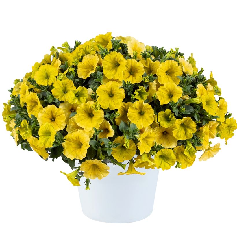 Petunia Capella Hello Yellow (Port)