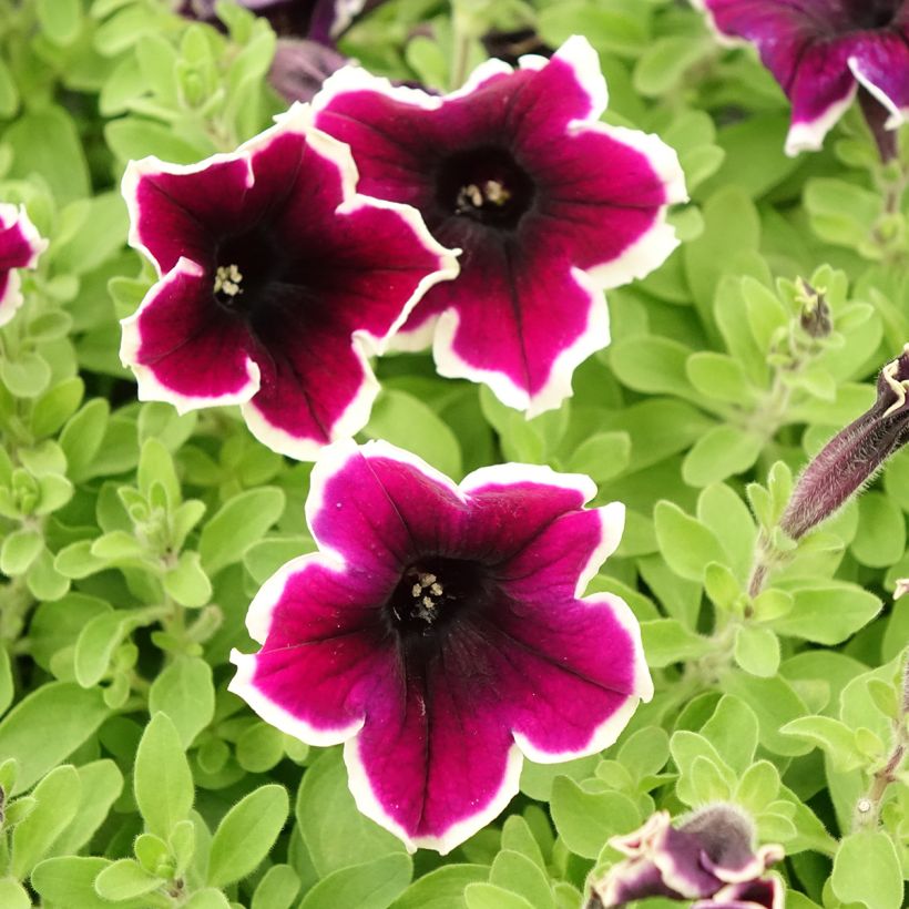 Pétunia Cardinal Rim (Floraison)