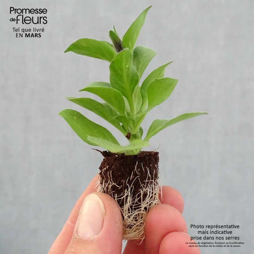Spécimen de Pétunia Merlot Mini-motte Ø 1,5/2,5 cm, Livré en plant vert de 5 à 10 cm de hauteur tel que livré au printemps