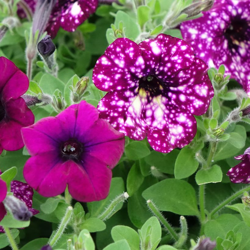 Petunia Splash Dance Magenta Mambo (Floraison)