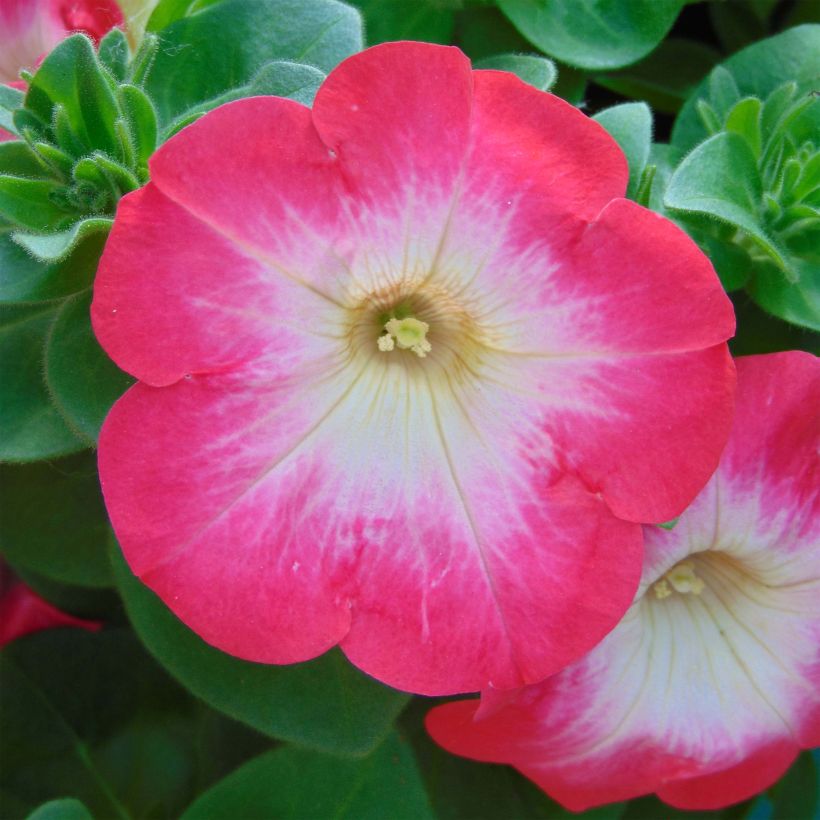 Pétunia Surfinia Coral Morn (Floraison)