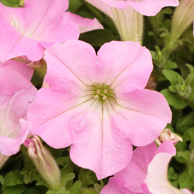 Petunia Surfinia Trailing Big Pink (Floraison)