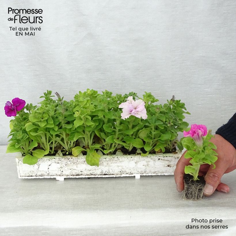 Spécimen de Pétunia double Cassandra Mix Jardimotte : motte 3,8 cm x 3,2 cm en plaque de culture par 16 tel que livré au printemps