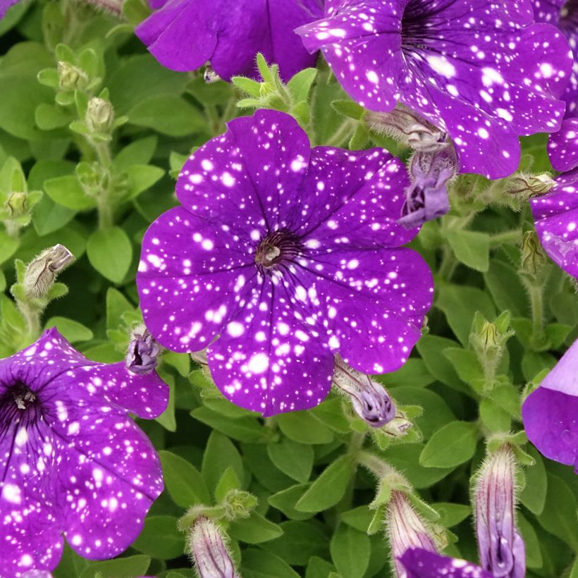 Petunia Splash Dance Bolero Blue (Floraison)
