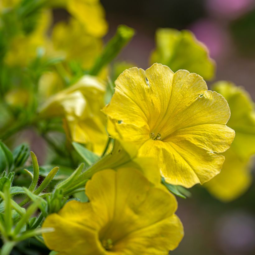 Petunia Capella Hello Yellow (Floraison)