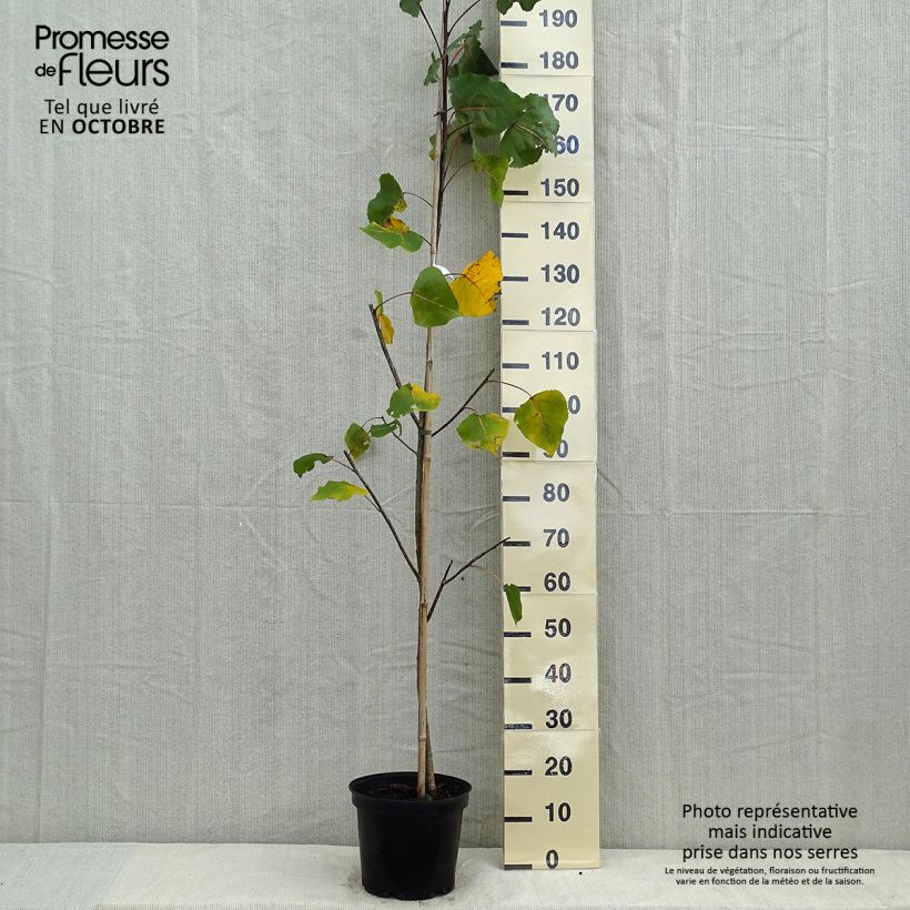 Spécimen de Peuplier pourpre - Populus deltoides Purple Tower Pot de 7,5L/10L tel que livré en automne