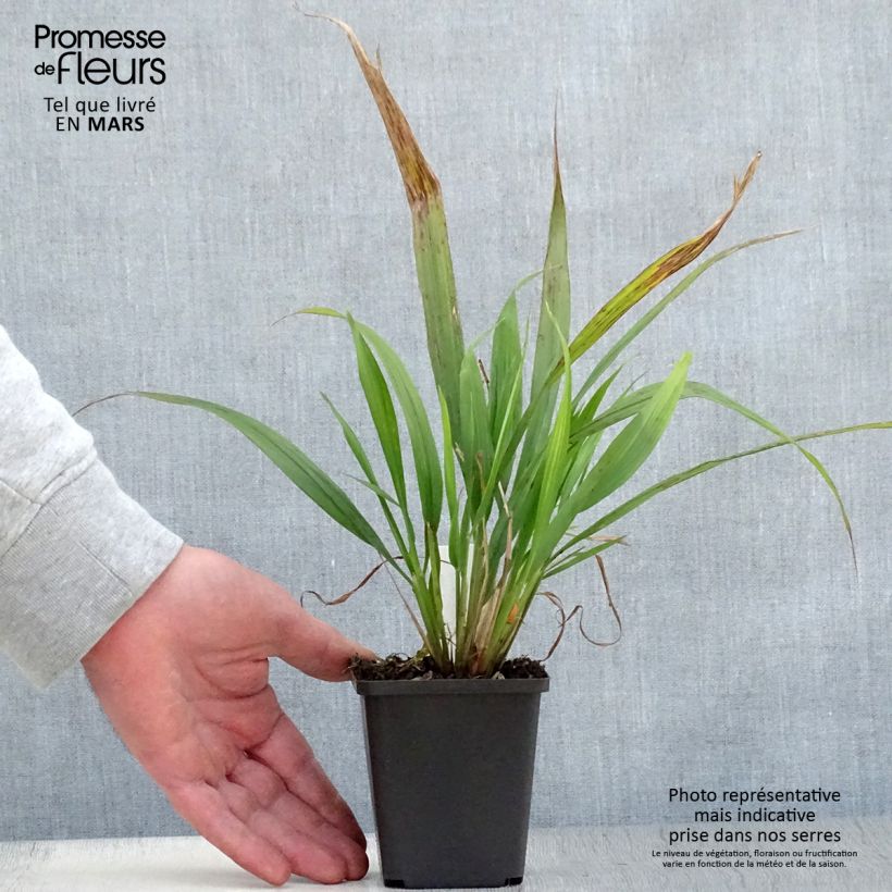 Spécimen de Phaenosperma globosa - Graminée Godet de 8/9 cm tel que livré au printemps