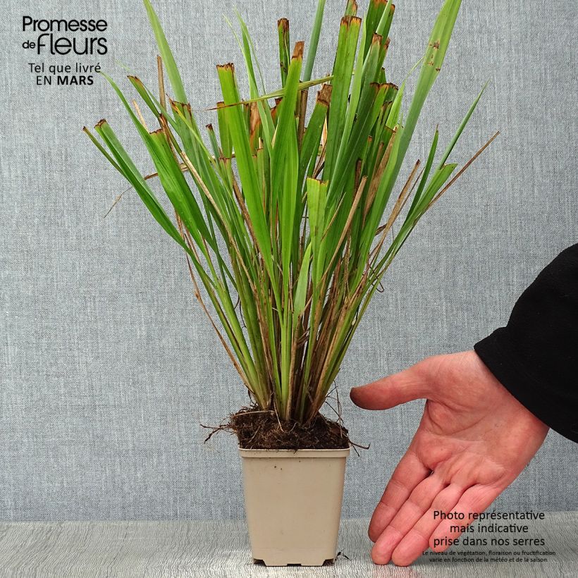 Spécimen de Phaenosperma globosa - Graminée Godet de 8/9 cm tel que livré en hiver