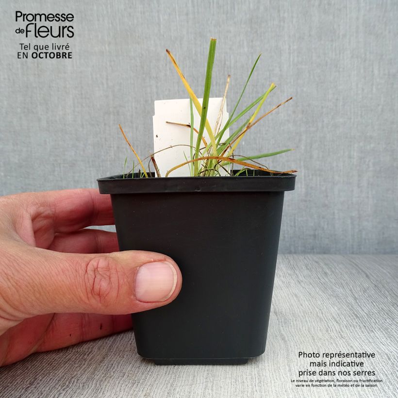 Spécimen de Phalangère à fleurs de lis - Anthericum liliago Godet de 8/9 cm tel que livré en automne