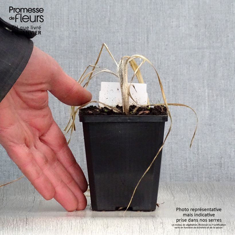 Spécimen de Phalangère à fleurs de lis - Anthericum liliago Godet de 8/9 cm tel que livré en hiver