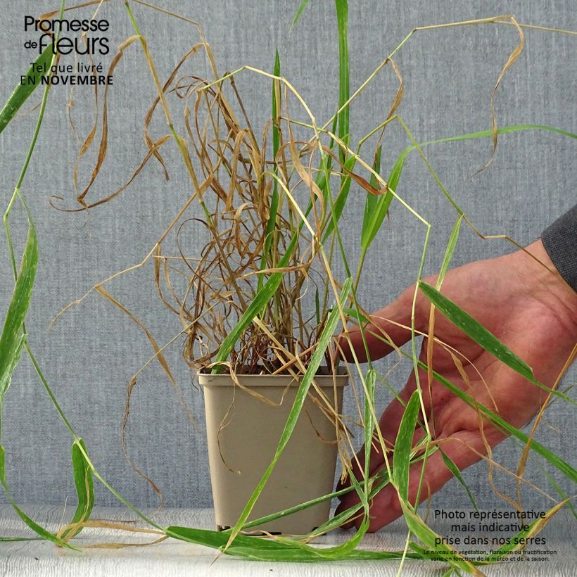 Spécimen de Phalaris arundinacea - Alpiste faux-roseau  Godet de 8/9 cm tel que livré en automne