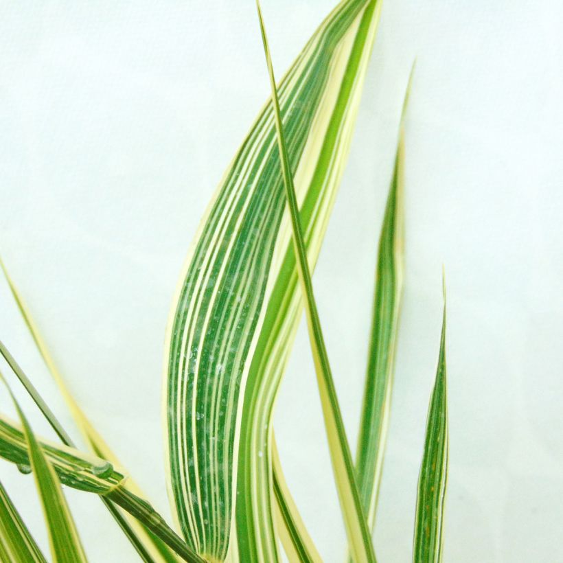 Phalaris arundinacea Picta - Alpiste faux-roseau (Feuillage)