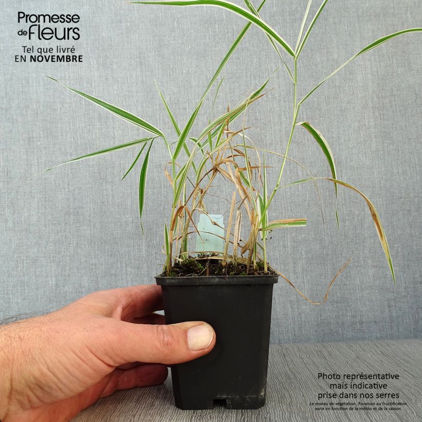 Spécimen de Phalaris arundinacea Picta - Alpiste faux-roseau  Godet de 8/9 cm tel que livré en automne