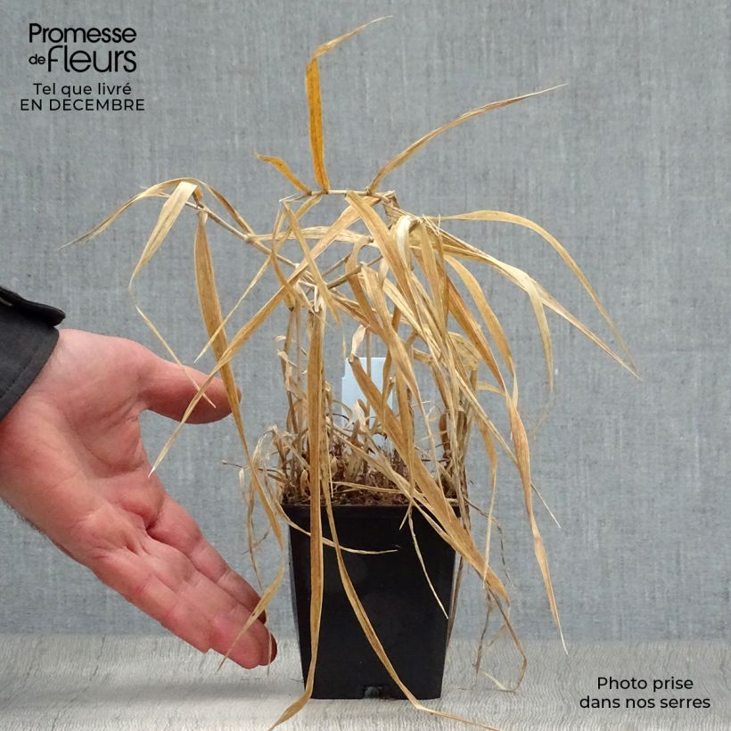 Spécimen de Phalaris arundinacea Picta - Alpiste faux-roseau  Godet de 8/9 cm tel que livré en hiver