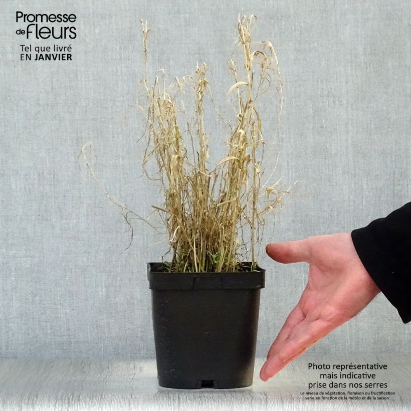 Spécimen de Phalaris arundinacea Picta - Alpiste faux-roseau  Pot de 2L/3L tel que livré en hiver