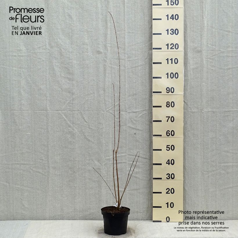 Spécimen de Philadelphus Bouquet Blanc - Seringat Pot de 2L/3L tel que livré en hiver