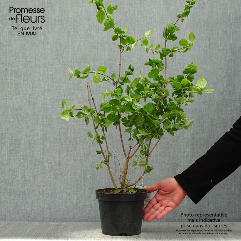 Spécimen de Philadelphus Bouquet Blanc - Seringat Pot de 2L/3L tel que livré au printemps