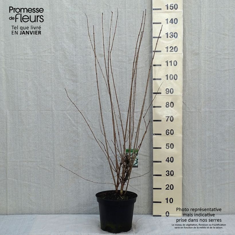 Spécimen de Philadelphus Bouquet Blanc - Seringat Pot de 7,5L/10L tel que livré en hiver