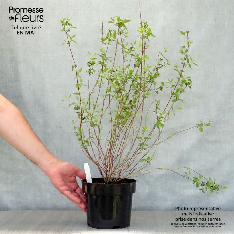 Exemplar von Pfeifenstrauch Dame Blanche - Philadelphus Topf mit 3L/4L wie im Frühjahr geliefert