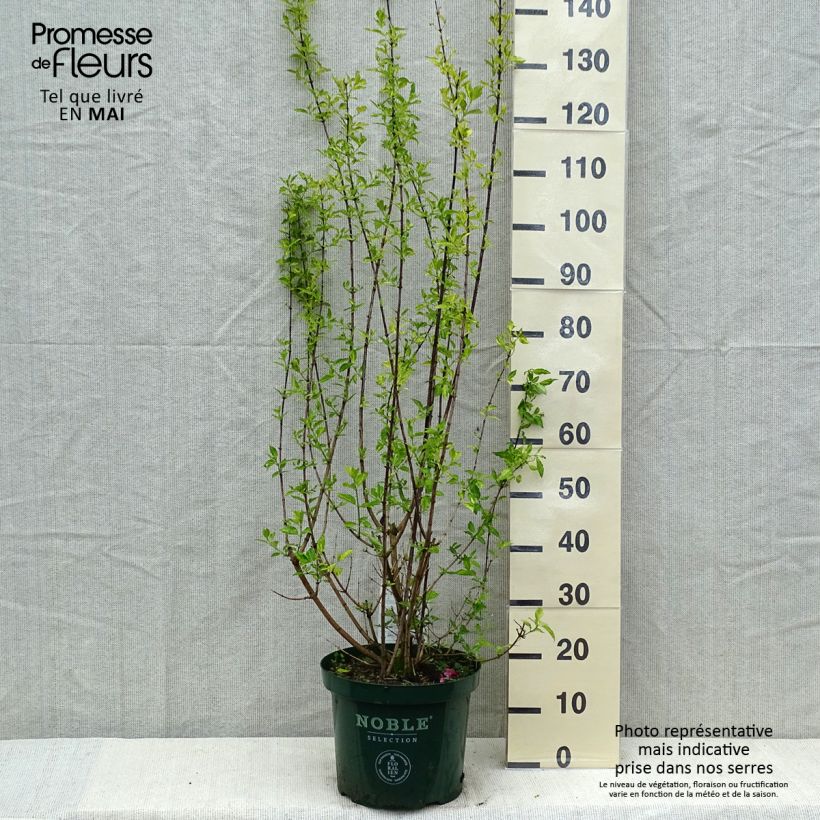 Spécimen de Seringat des Jardins - Philadelphus Innocence Pot de 7,5L/10L tel que livré au printemps