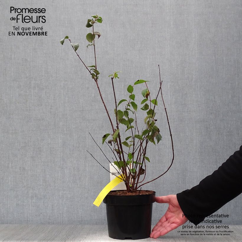 Spécimen de Seringat Minnesota Snowflake - Philadelphus virginalis Pot de 2L/3L tel que livré en automne