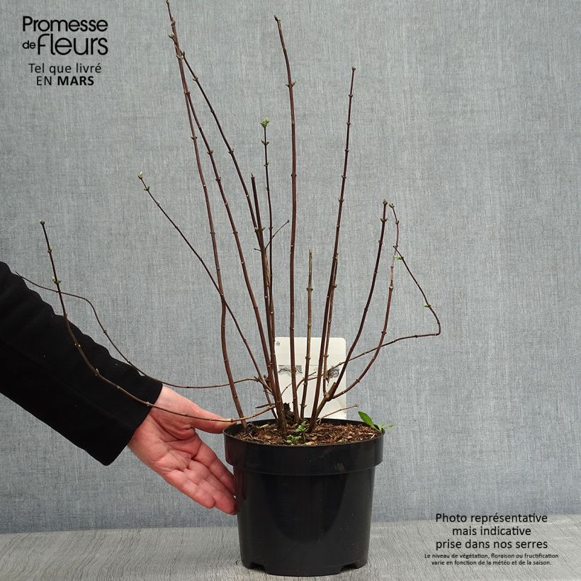 Spécimen de Seringat Minnesota Snowflake - Philadelphus virginalis Pot de 2L/3L tel que livré en hiver