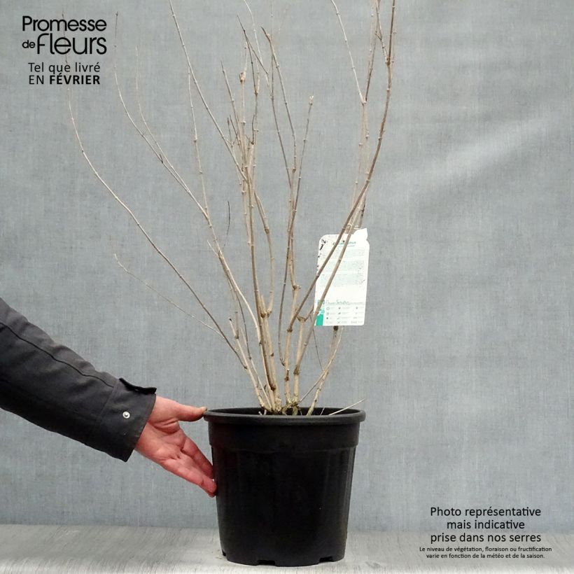 Spécimen de Seringat Minnesota Snowflake - Philadelphus virginalis Pot de 7,5L/10L tel que livré en hiver