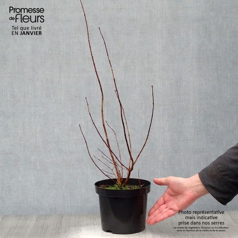 Spécimen de Philadelphus Virginal - Seringat blanc Pot de 3L/4L tel que livré en hiver