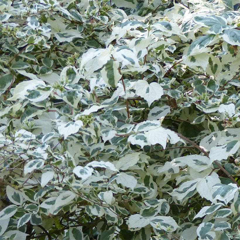 Seringat des jardins - Philadelphus coronarius Variegatus (Feuillage)