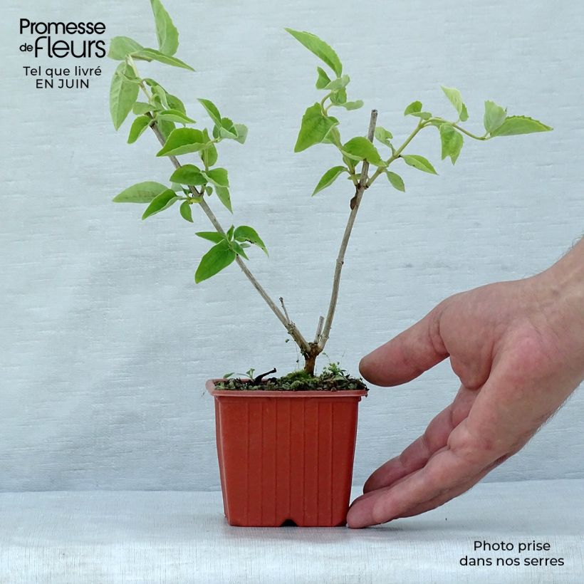Spécimen de Philadelphus coronarius Godet de 8/9 cm tel que livré en été