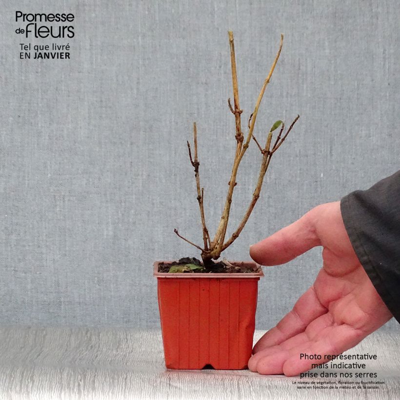 Spécimen de Philadelphus coronarius Godet de 8/9 cm tel que livré en hiver