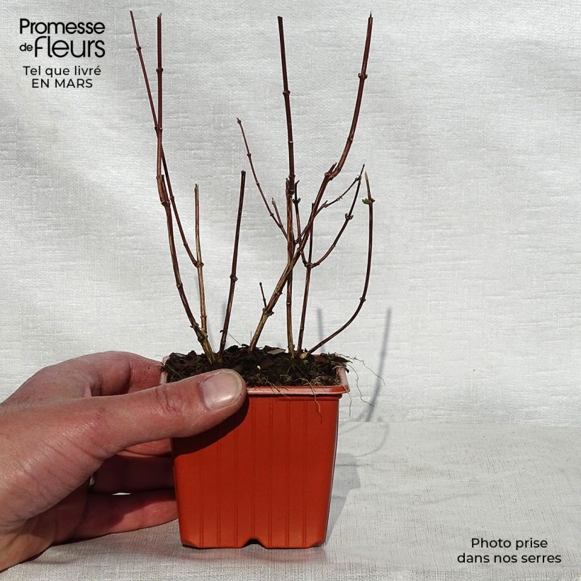 Spécimen de Philadelphus coronarius Godet de 8/9 cm tel que livré au printemps