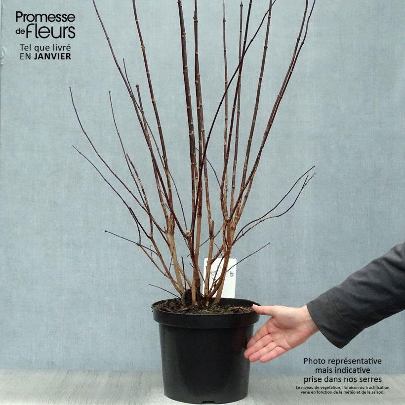 Spécimen de Philadelphus coronarius Pot de 4L/5L tel que livré en hiver