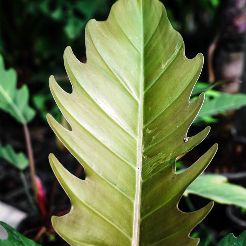 Philodendron Caramel Pluto (Feuillage)