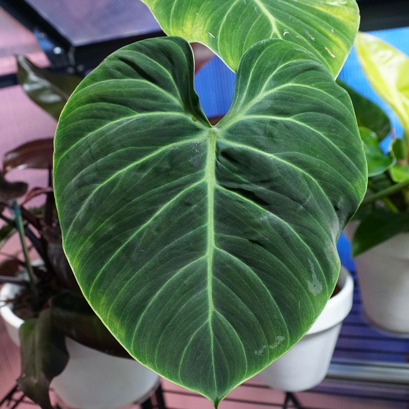 Philodendron El Choco Red (Feuillage)