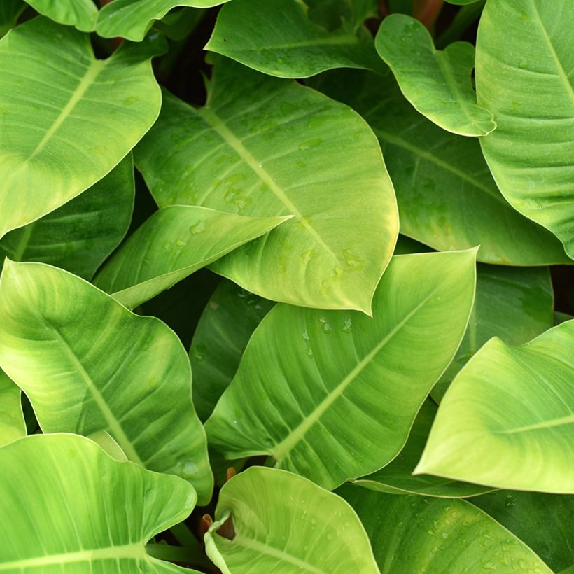 Philodendron Imperial Green (Feuillage)