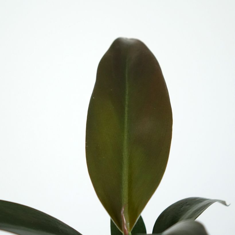 Philodendron Imperial Red (Feuillage)
