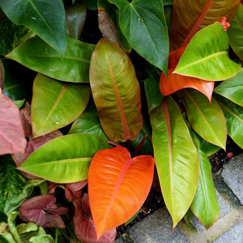 Philodendron Prince of Orange (Port)