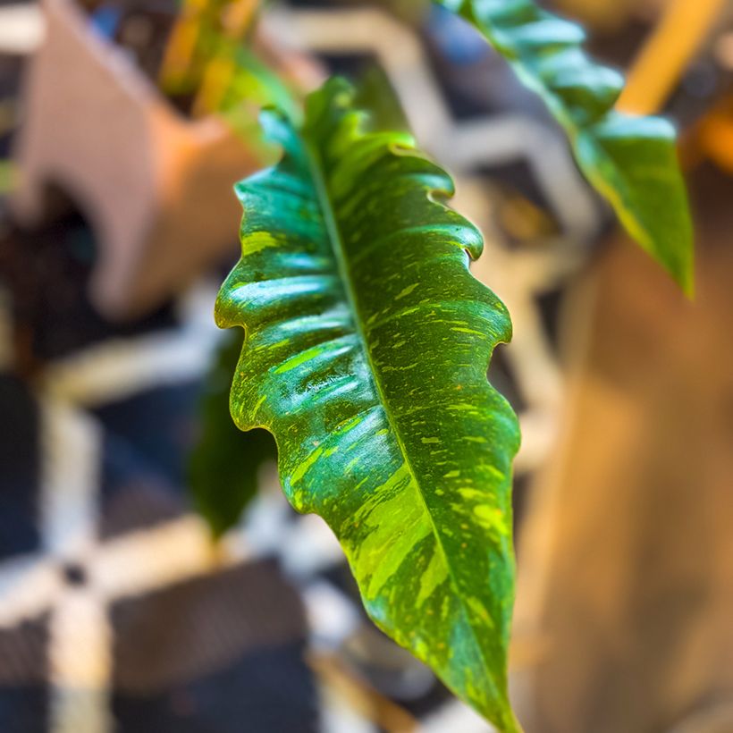 Philodendron Ring of Fire (Feuillage)