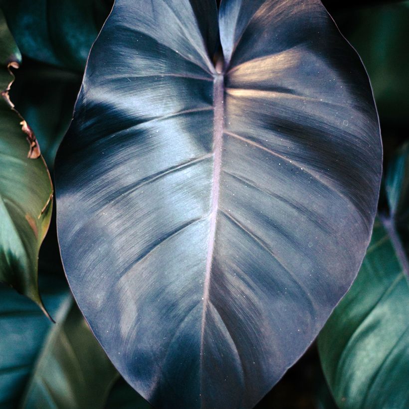 Philodendron Royal Queen (Feuillage)