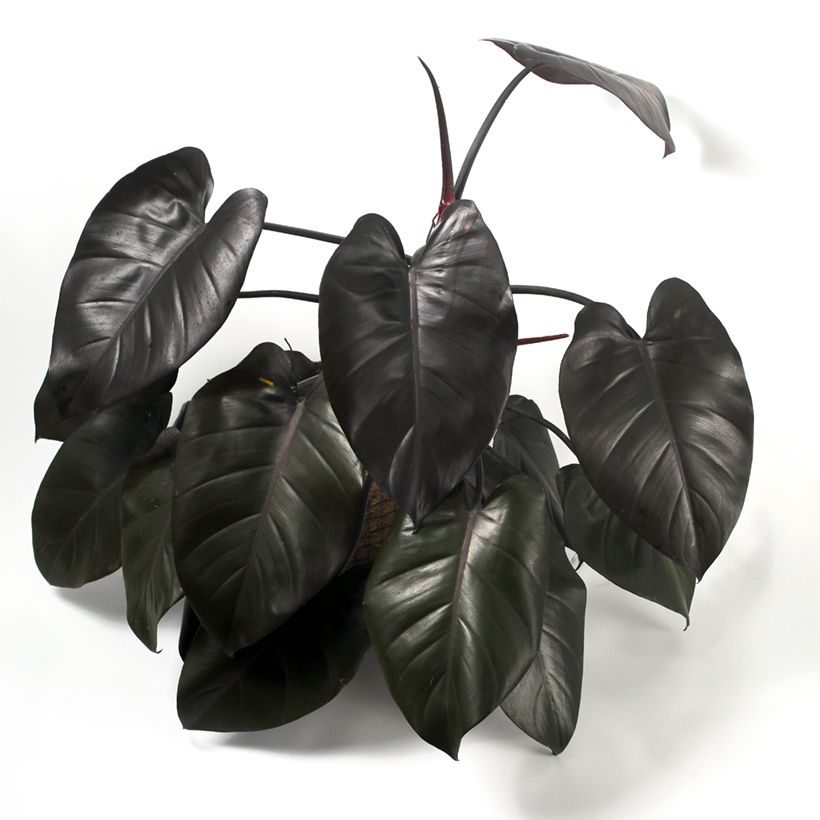 Philodendron Royal Queen (Port)