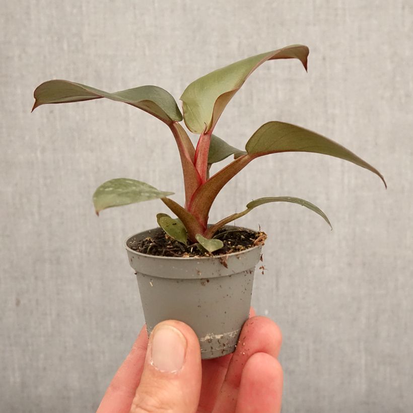 Spécimen de Philodendron Black Cardinal Mini-plante tel que livré au printemps