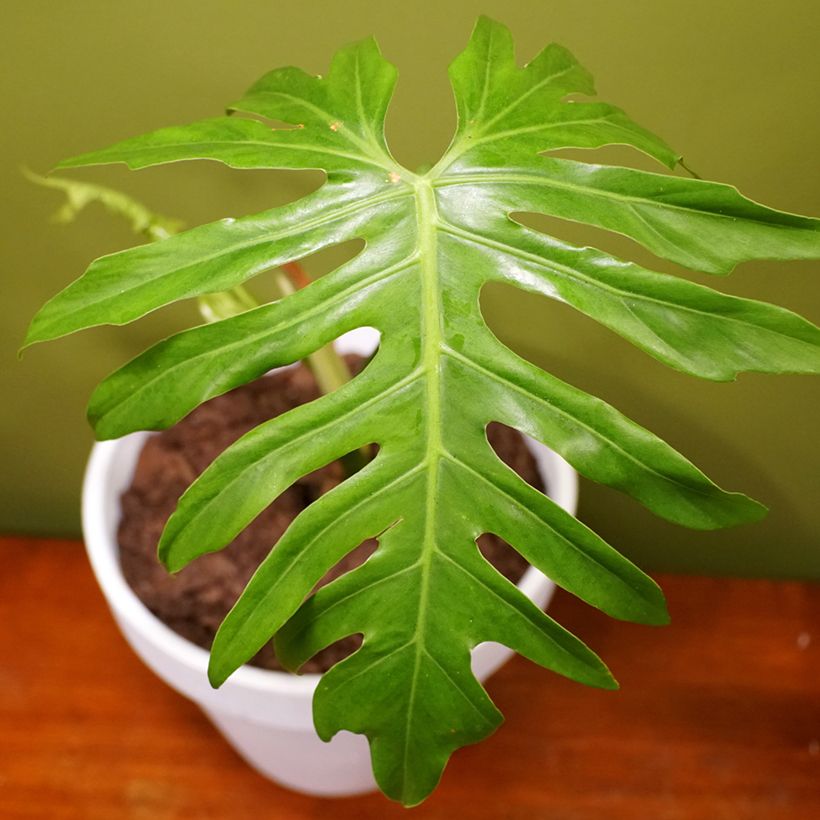 Philodendron radiatum (Feuillage)