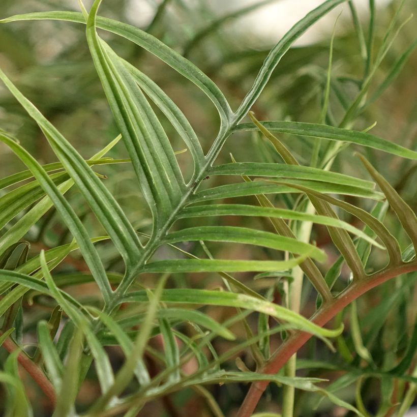 Philodendron tortum (Feuillage)