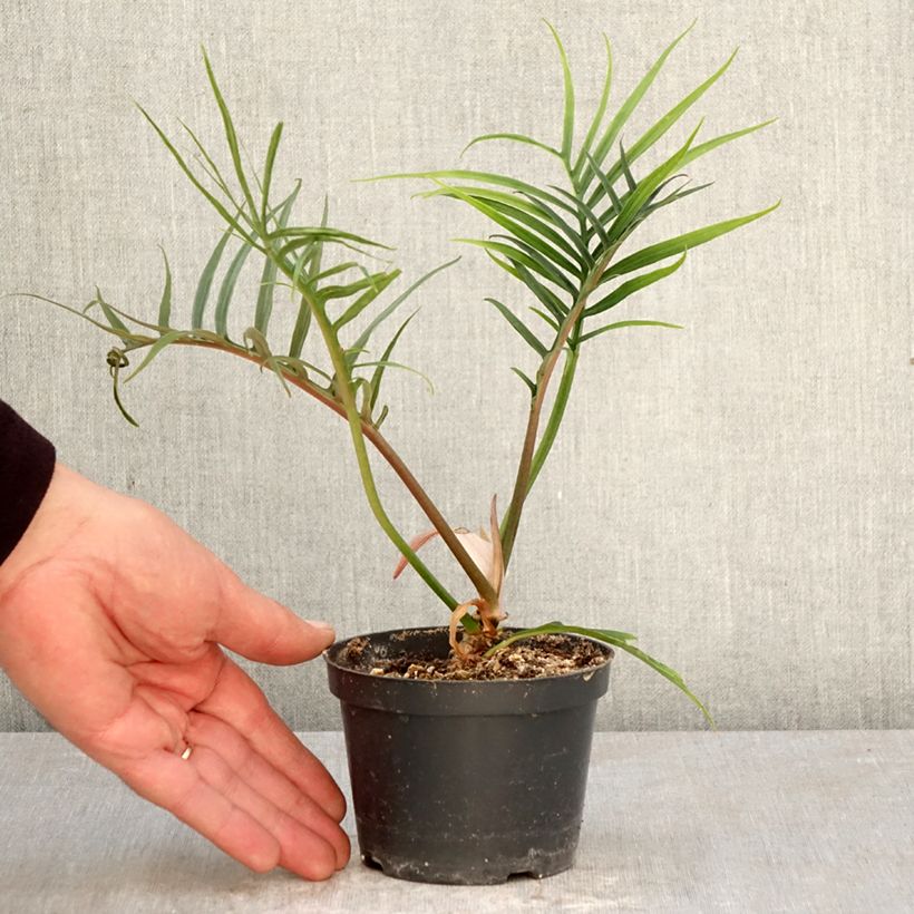 Spécimen de Philodendron tortum Pot de 12 cm / 13 cm tel que livré au printemps