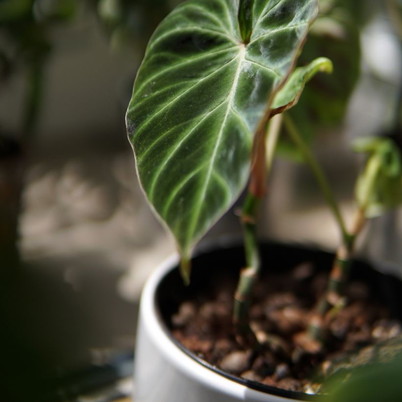 Philodendron verrucosum (Feuillage)