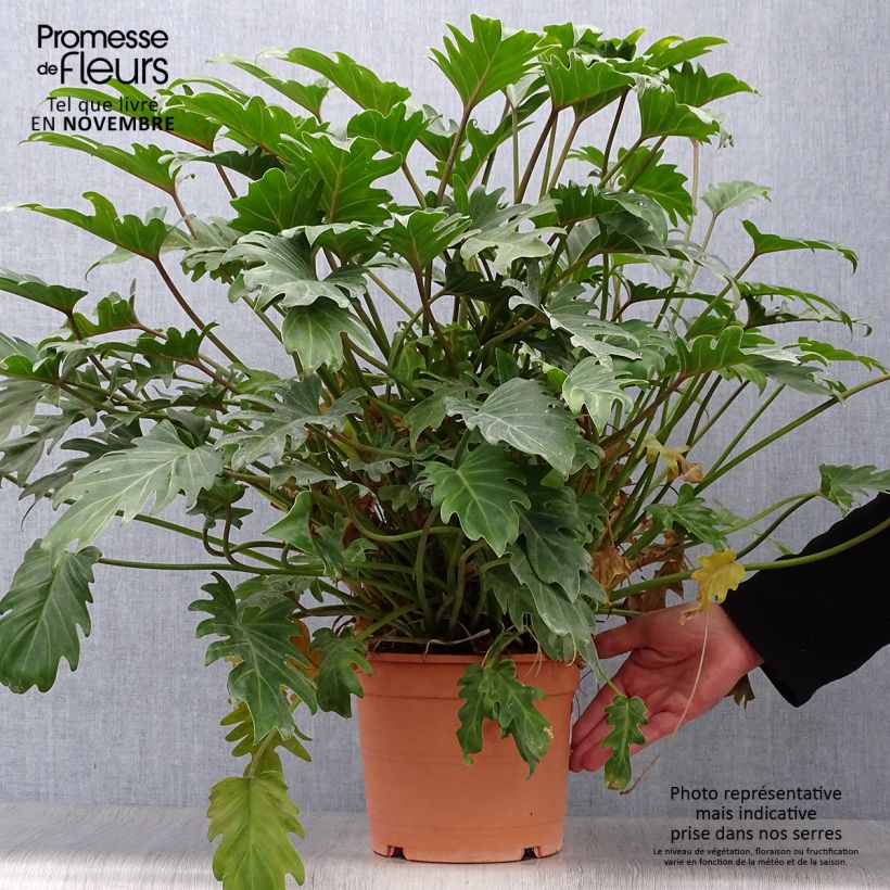 Spécimen de Philodendron xanadu - Thaumatophyllum Pot de 3L/4L tel que livré en automne